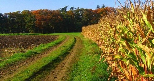 E10 then E15? - Corn and wheat ethanol producers are lobbying © SW